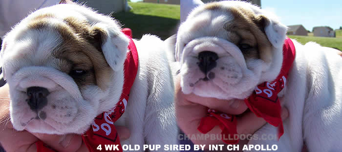 English Bulldog puppies